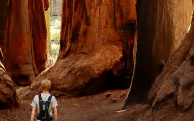 De 15 største træer i verden